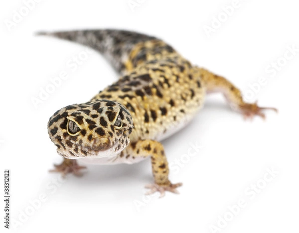 Obraz High yellow Leopard gecko, Eublepharis macularius