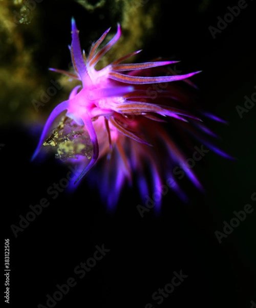 Obraz nudibranch