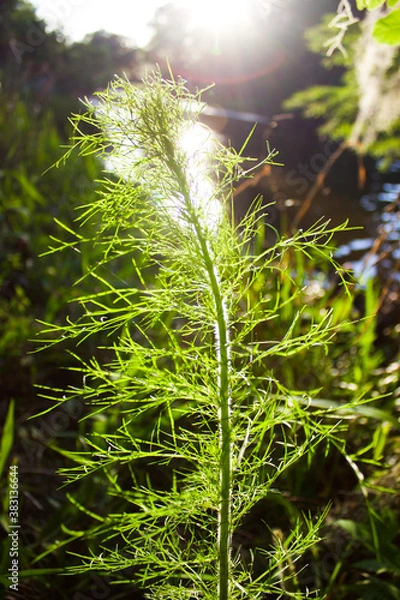 Obraz New Beginnings