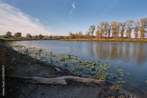 Fototapeta reflection of trees in the water
