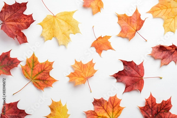 Fototapeta Autumn background. Pattern of colorful maple leaves on white table.