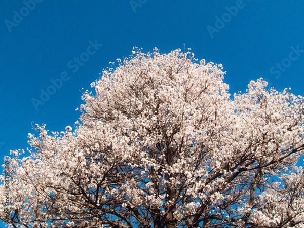 Obraz blooming tree