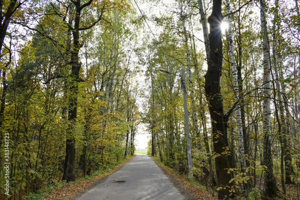 Obraz Лесная аллея