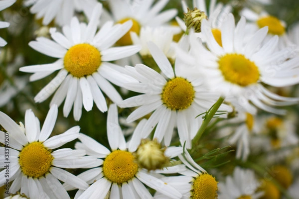 Obraz Цветы ромашки