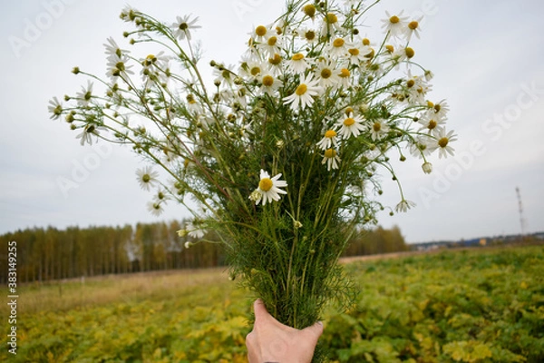Obraz Букет ромашек