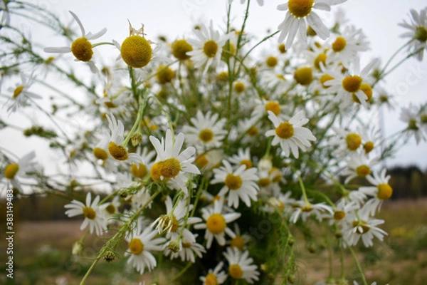 Obraz Букет ромашек