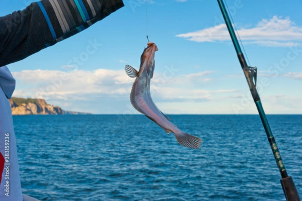 Fototapeta The fisherman is holding a freshly caught flounder.