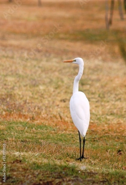Obraz garza observando