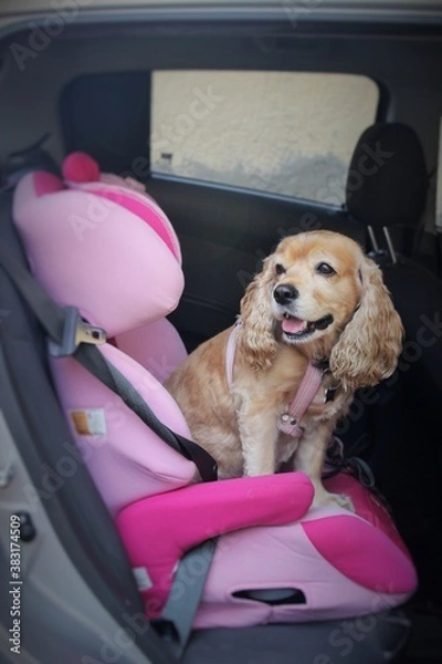 Obraz Cocker en auto