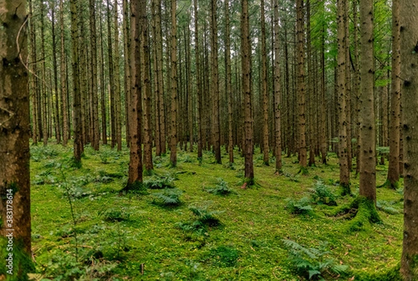 Fototapeta View through a green, wet forest full of trees at a beautiful day at autumn.