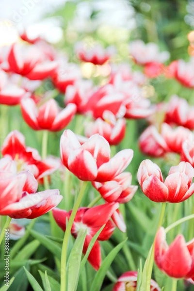Obraz Colorful tulips in the garden