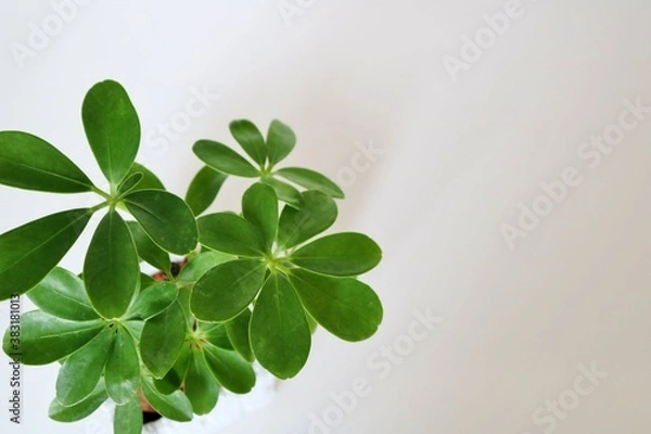 Obraz カポック　観葉植物　癒し　白バック