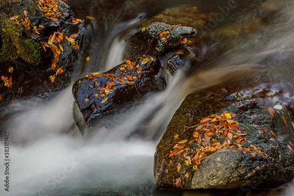 Obraz 渓流と落葉