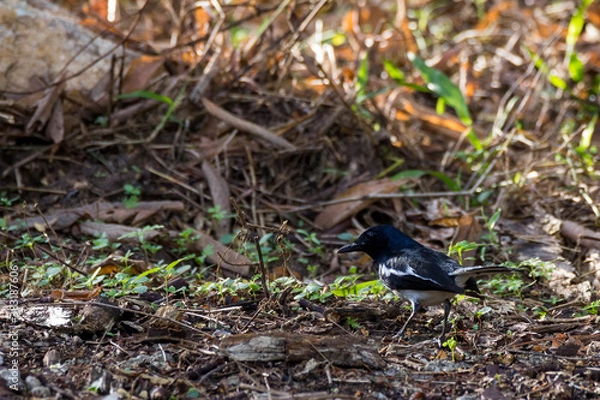 Fototapeta closeup shot of a oriental magpie robin