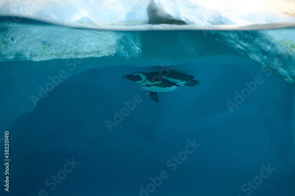 Fototapeta Penguin swims under water at the glacier