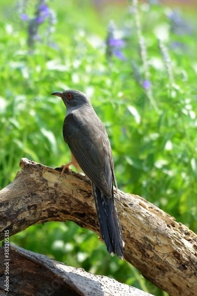 Fototapeta Is a bird that is 22 cm long, not big and not small The mouth is sharp, slightly curved, black, gray, leather around the eyes, gray, head, neck, upper chest, gray fur, back hair, dark gray wings,