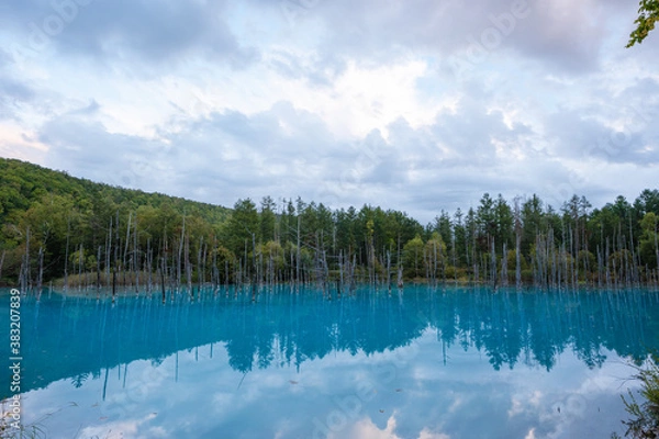 Obraz 美瑛の青い池