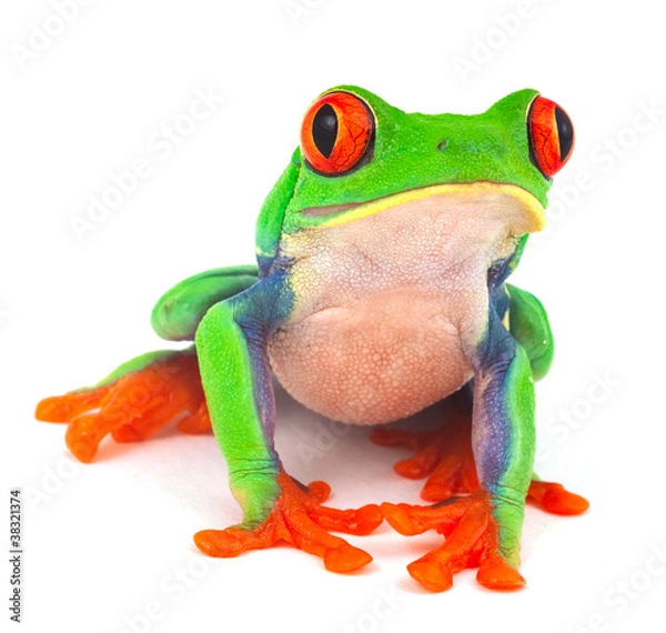 Obraz Red Oku Frog
