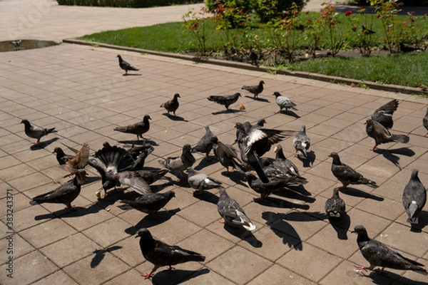 Obraz pigeons on the street