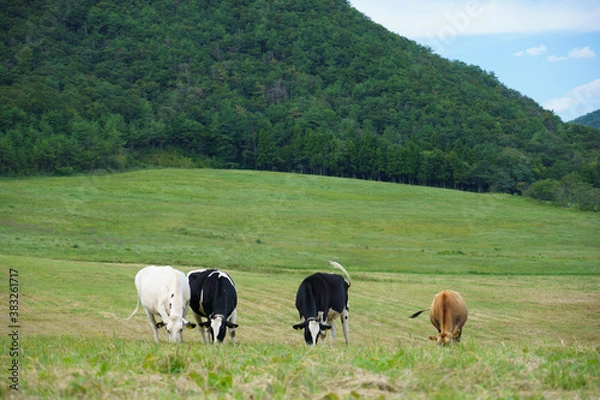 Obraz 青空の下　昼間の牧場の牛
