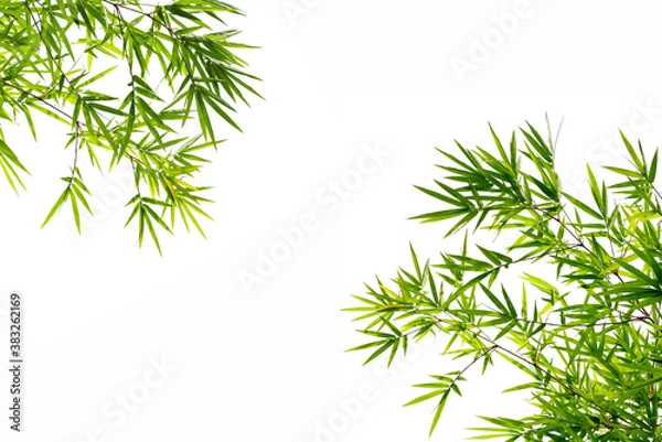 Obraz Branches of bamboo tree isolated on white background