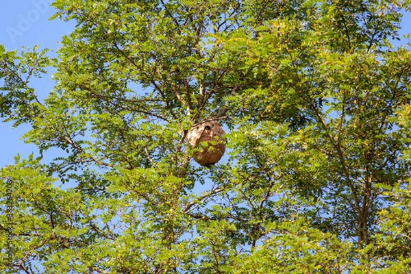 Obraz Large nest of wasps (Vespa Velutina) hangs overhead on a tree branch.