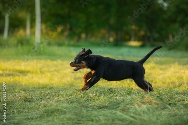 Fototapeta Rottweiler dog in nature. puppy running on the grass. pet in park