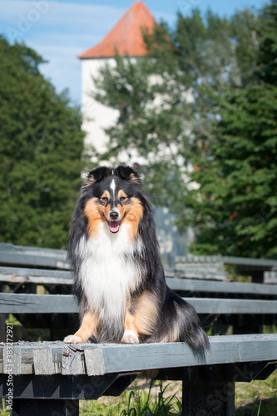 Fototapeta Summer portrait of sweet cute and smiling black and white shetland sheepdog, sheltie sitting outside on a wooden bench. Little lassie dog outdoors on bench, small collie with green background