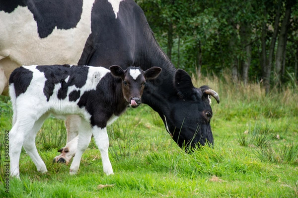 Fototapeta A little Dutch calf with his tongue out of his mouth besides his mother cow who is grazing in the grass
