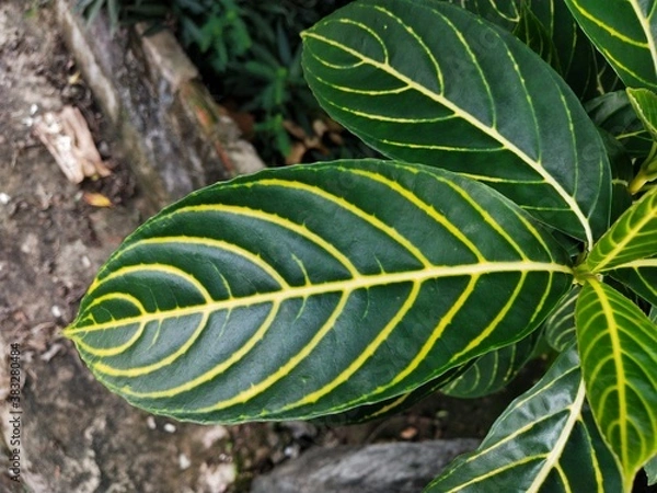Fototapeta Patterns and shapes of leaves