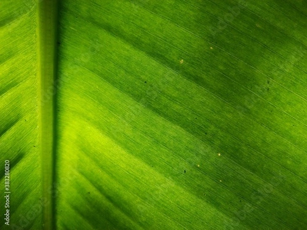 Obraz The Green color on Taro leaves
