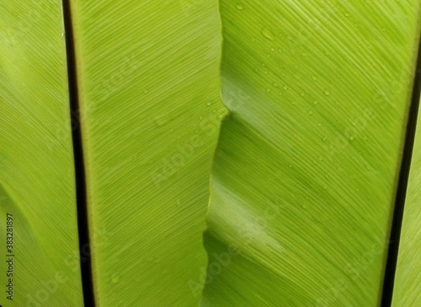 Fototapeta Light green patterns and petioles of the leaves of the fern 
