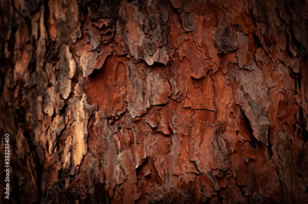 Obraz pine bark
