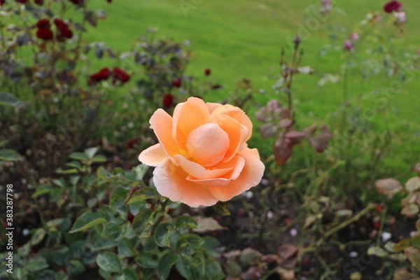 Obraz ВДНХ МОСКВА