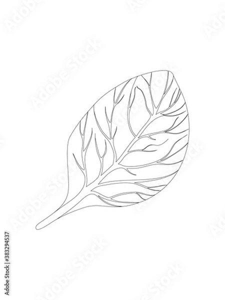 Fototapeta Spinach. Single Leaf isolated on white background. Line Vector illustration. Fresh herbs. Vegetarian Ingredient. Organic food. Logo, packaging, print, market store