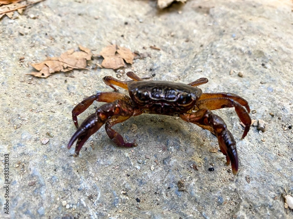 Obraz A Crab in the wild 