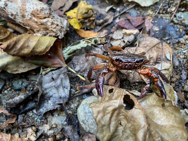 Obraz A Crab in the wild 