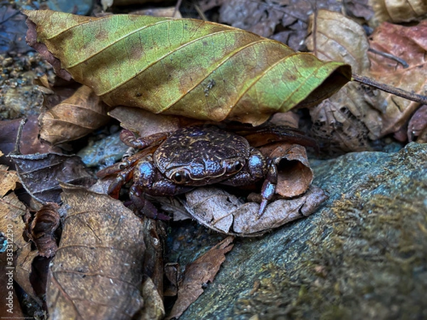 Obraz A Crab in the wild 