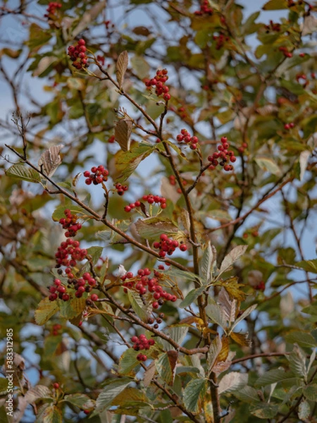 Obraz red berries in autumn