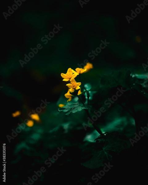 Obraz Yellow flower in the forest