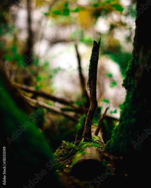 Obraz moss covered tree