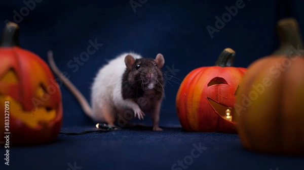 Obraz Halloween rat 7