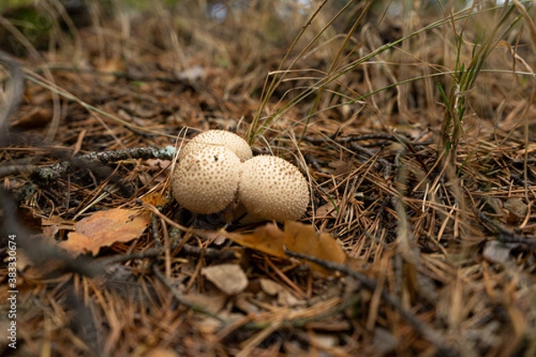 Obraz setas en Otoño 
