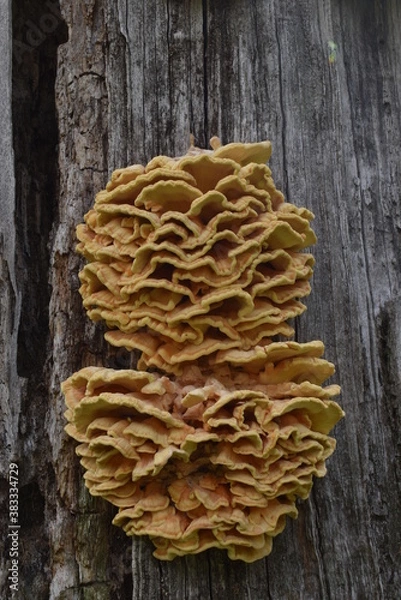 Obraz mushrooms on a tree