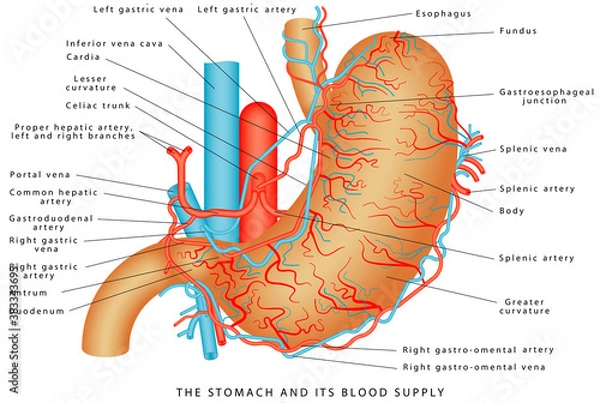 Fototapeta Żołądek i jego ukrwienie. Naczyń żołądka. Anatomia żołądka wewnętrznego narządu pokarmowego człowieka. Części żołądka na białym tle.