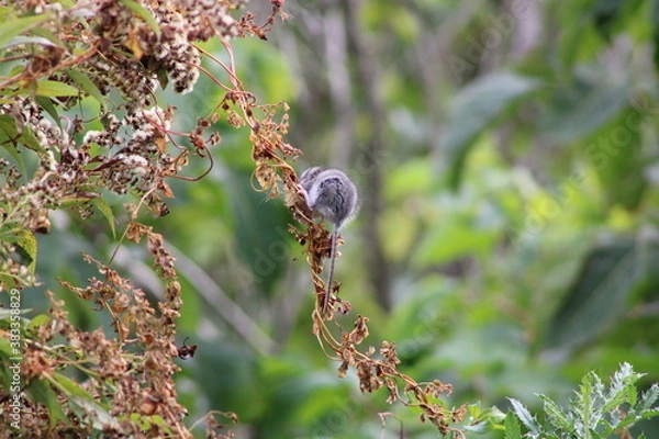 Fototapeta mouse on branch