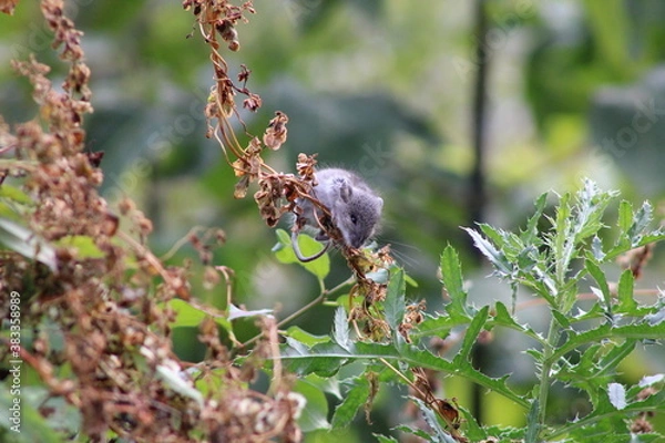 Obraz field mouse on vine