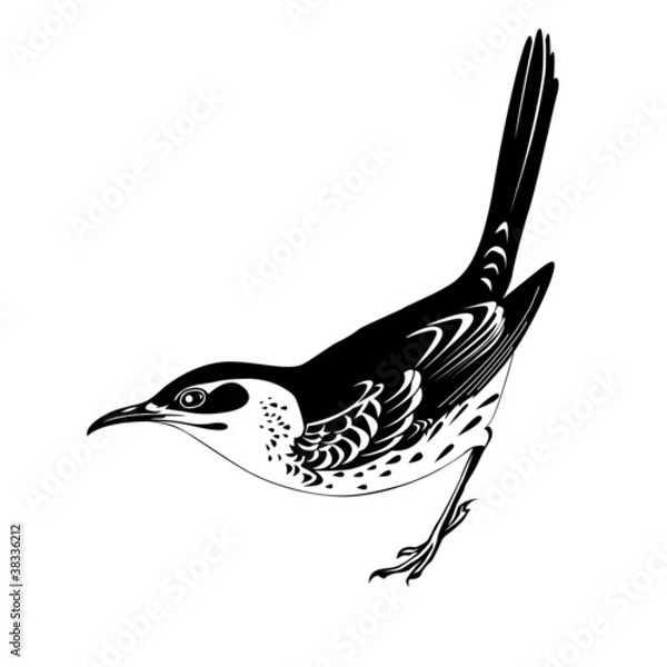 Obraz thrush silhouette on white background
