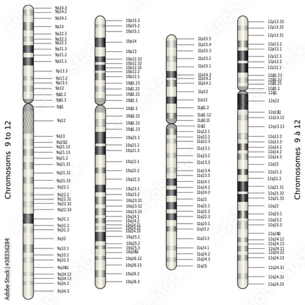 Fototapeta Web Art Design CHROMOSOM 9 to 12 CHROMOSOMES 9 à 12 médecine 10