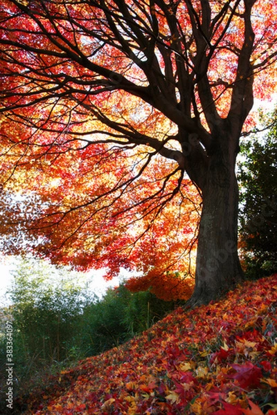 Fototapeta モミジ